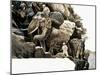 The Elephant Trek of Elephant Bill-null-Mounted Giclee Print