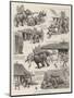 The Elephant Who Did-William Ralston-Mounted Giclee Print