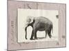 The Elephant-Marc Lacaze-Mounted Art Print