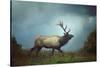 The Elk-Carrie Ann Grippo-Pike-Stretched Canvas