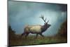 The Elk-Carrie Ann Grippo-Pike-Mounted Photographic Print