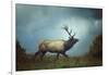 The Elk-Carrie Ann Grippo-Pike-Framed Photographic Print