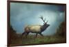 The Elk-Carrie Ann Grippo-Pike-Framed Photographic Print