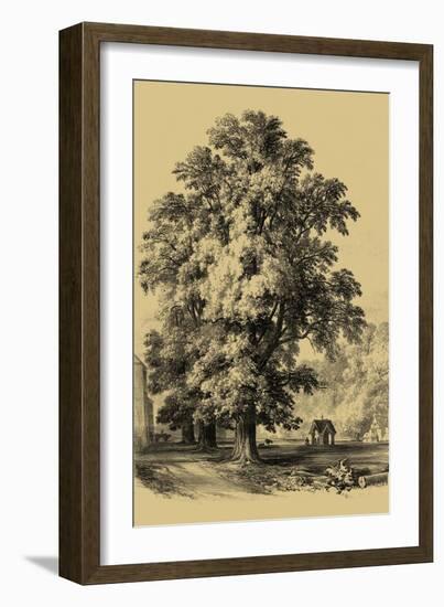 The Elm Tree-Vision Studio-Framed Art Print