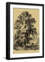 The Elm Tree-Vision Studio-Framed Art Print