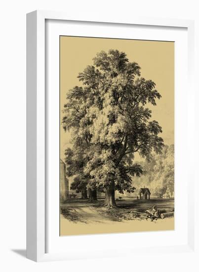 The Elm Tree-Vision Studio-Framed Art Print