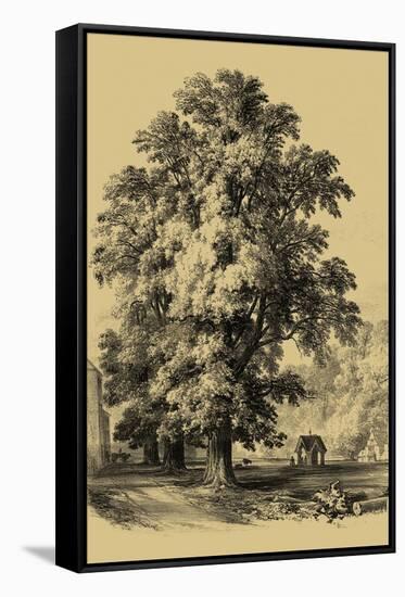 The Elm Tree-Vision Studio-Framed Stretched Canvas