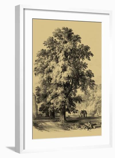 The Elm Tree-Vision Studio-Framed Art Print