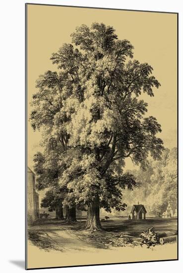 The Elm Tree-Vision Studio-Mounted Art Print