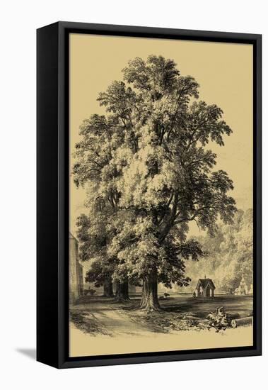 The Elm Tree-Vision Studio-Framed Stretched Canvas