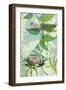 The Elusive Dragonfly and Waratah-Trudy Rice-Framed Art Print