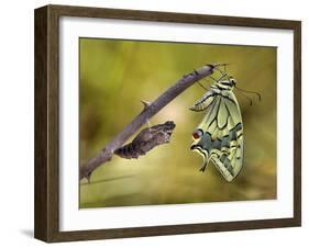 The emergence-Jimmy Hoffman-Framed Photographic Print