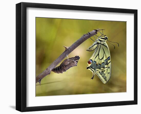 The emergence-Jimmy Hoffman-Framed Photographic Print