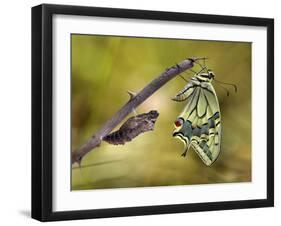 The emergence-Jimmy Hoffman-Framed Photographic Print