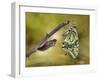 The emergence-Jimmy Hoffman-Framed Photographic Print