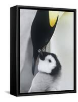 The Emperor Penguin, Atka Bay, Antarctica-Daisy Gilardini-Framed Stretched Canvas
