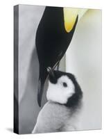 The Emperor Penguin, Atka Bay, Antarctica-Daisy Gilardini-Stretched Canvas