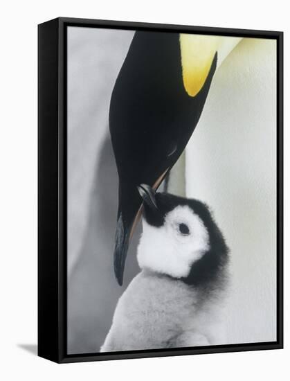 The Emperor Penguin, Atka Bay, Antarctica-Daisy Gilardini-Framed Stretched Canvas