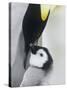 The Emperor Penguin, Atka Bay, Antarctica-Daisy Gilardini-Stretched Canvas