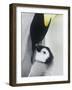 The Emperor Penguin, Atka Bay, Antarctica-Daisy Gilardini-Framed Photographic Print