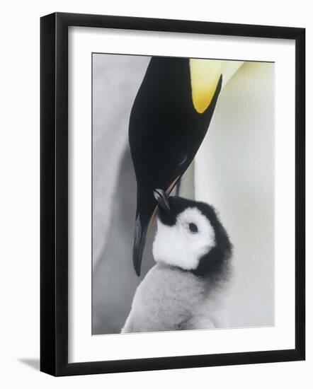The Emperor Penguin, Atka Bay, Antarctica-Daisy Gilardini-Framed Photographic Print