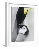 The Emperor Penguin, Atka Bay, Antarctica-Daisy Gilardini-Framed Photographic Print