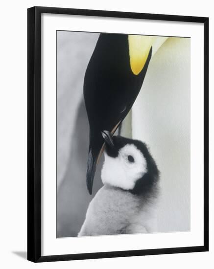 The Emperor Penguin, Atka Bay, Antarctica-Daisy Gilardini-Framed Photographic Print