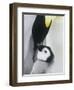 The Emperor Penguin, Atka Bay, Antarctica-Daisy Gilardini-Framed Photographic Print