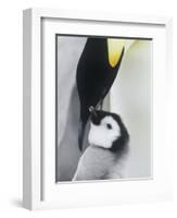 The Emperor Penguin, Atka Bay, Antarctica-Daisy Gilardini-Framed Photographic Print