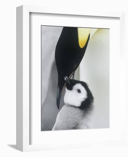 The Emperor Penguin, Atka Bay, Antarctica-Daisy Gilardini-Framed Photographic Print