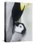 The Emperor Penguin, Atka Bay, Antarctica-Daisy Gilardini-Stretched Canvas