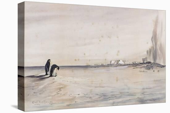 The Emperor Penguin Rookery, Cape Crozier-Edward Adrian Wilson-Stretched Canvas