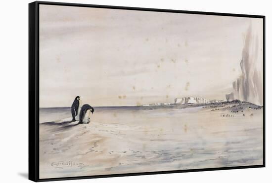 The Emperor Penguin Rookery, Cape Crozier-Edward Adrian Wilson-Framed Stretched Canvas