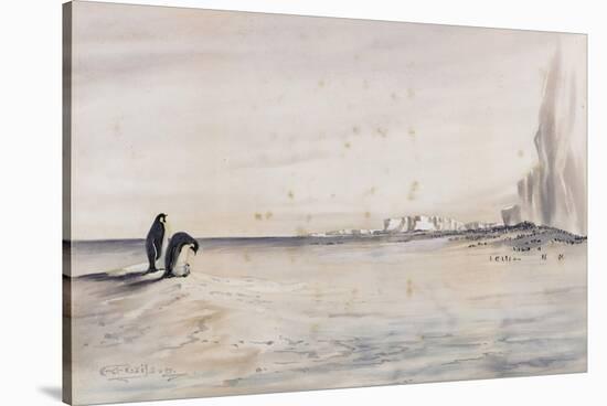 The Emperor Penguin Rookery, Cape Crozier-Edward Adrian Wilson-Stretched Canvas