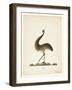 The Emu, 1820-Richard Browne-Framed Giclee Print