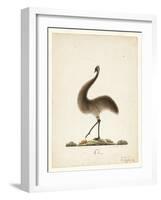 The Emu, 1820-Richard Browne-Framed Giclee Print