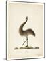 The Emu, 1820-Richard Browne-Mounted Giclee Print