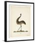 The Emu, 1820-Richard Browne-Framed Giclee Print