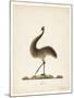 The Emu, 1820-Richard Browne-Mounted Giclee Print