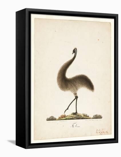 The Emu, 1820-Richard Browne-Framed Stretched Canvas