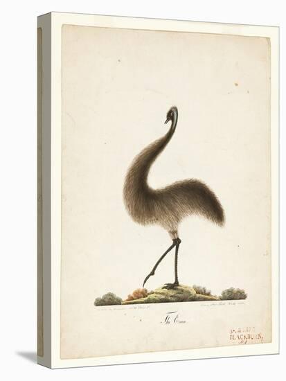 The Emu, 1820-Richard Browne-Stretched Canvas
