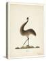 The Emu, 1820-Richard Browne-Stretched Canvas