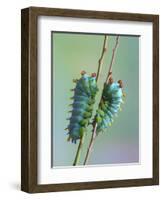 The Encounter-Jimmy Hoffman-Framed Photographic Print