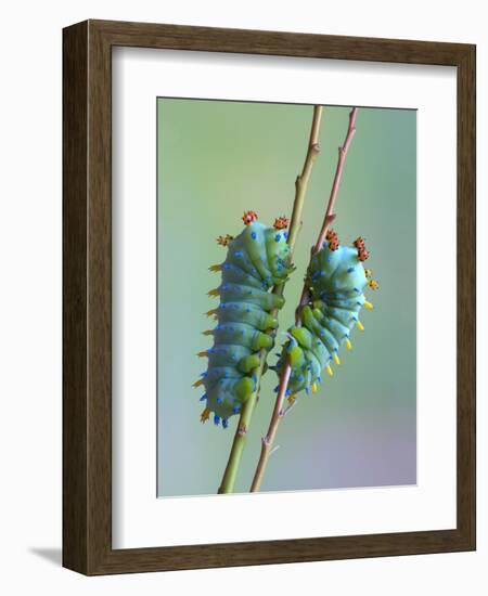 The Encounter-Jimmy Hoffman-Framed Photographic Print