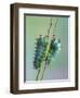 The Encounter-Jimmy Hoffman-Framed Photographic Print