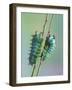 The Encounter-Jimmy Hoffman-Framed Photographic Print