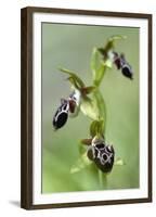 The Endemic Cyprus Bee Orchid (Ophrys Kotschyi) in Flower, Hisarköy, Northern Cyprus, April 2009-Lilja-Framed Premium Photographic Print