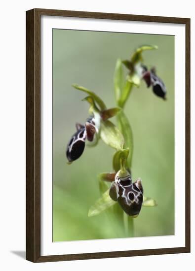 The Endemic Cyprus Bee Orchid (Ophrys Kotschyi) in Flower, Hisarköy, Northern Cyprus, April 2009-Lilja-Framed Premium Photographic Print