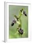 The Endemic Cyprus Bee Orchid (Ophrys Kotschyi) in Flower, Hisarköy, Northern Cyprus, April 2009-Lilja-Framed Premium Photographic Print