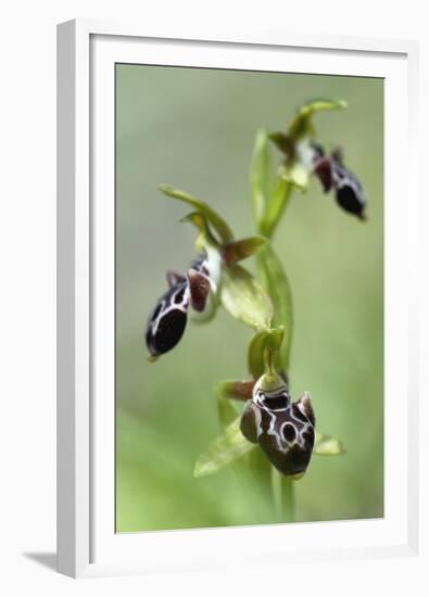 The Endemic Cyprus Bee Orchid (Ophrys Kotschyi) in Flower, Hisarköy, Northern Cyprus, April 2009-Lilja-Framed Premium Photographic Print